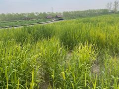 -永定河休闲森林公园