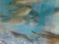 -宝荣鱼馆·临湖之宴(千岛湖店)