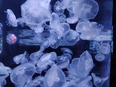 -芜湖新华联大白鲸海洋公园