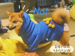 -逗柴咖啡屋·狗咖猫咖宠物桌游