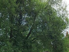 -黑龙江省森林植物园