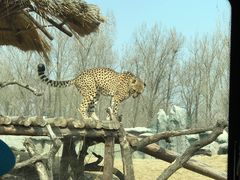 -北京野生动物园