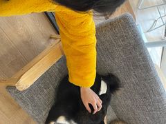 -南京Hallo宠物乐园·哈罗犬舍·柴犬繁育基地