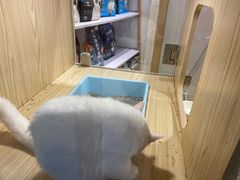 -屋虎猫馆(宝安大仟里店)