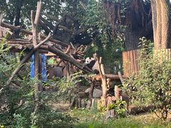 景点-成都大熊猫繁育研究基地
