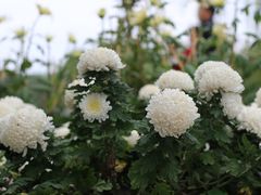 -西湖公园(鼓楼区)