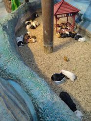 -酷嗒动物文化乐园(cutezoo西溪乐天城店)