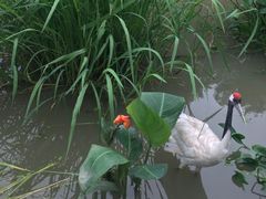 -上海野生动物园