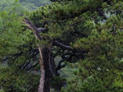 -妙峰山风景名胜区