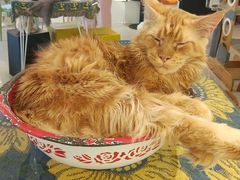 -平行世界·猫咖(首经贸店)