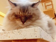 -滚猫咖啡·猫咖·猫友好撸猫(未来城店)