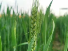 -中国天府农业博览园