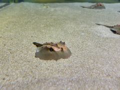 -欢乐海岸海洋奇梦馆
