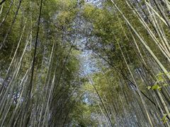 -西湖风景区十里琅珰-五云山