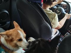 -汪说喵讲宠物乐园宠物酒店(红星美凯龙店)