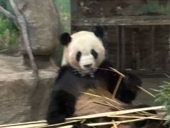 -灵玲国际马戏城
