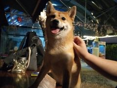 -柴犬高等学院·狗咖·柴犬售卖·宠物训练