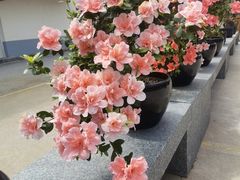 -龙华寺