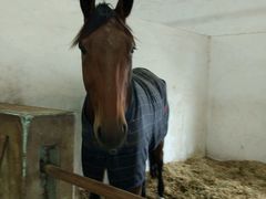 -松声马术俱乐部