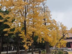 -苏州文庙(姑苏区)