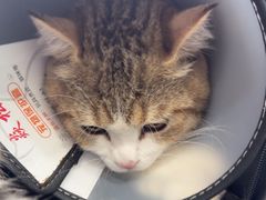 -博特宠物医院24h犬猫全科.骨科·异宠