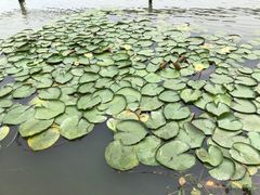 -昆山城市生态森林公园