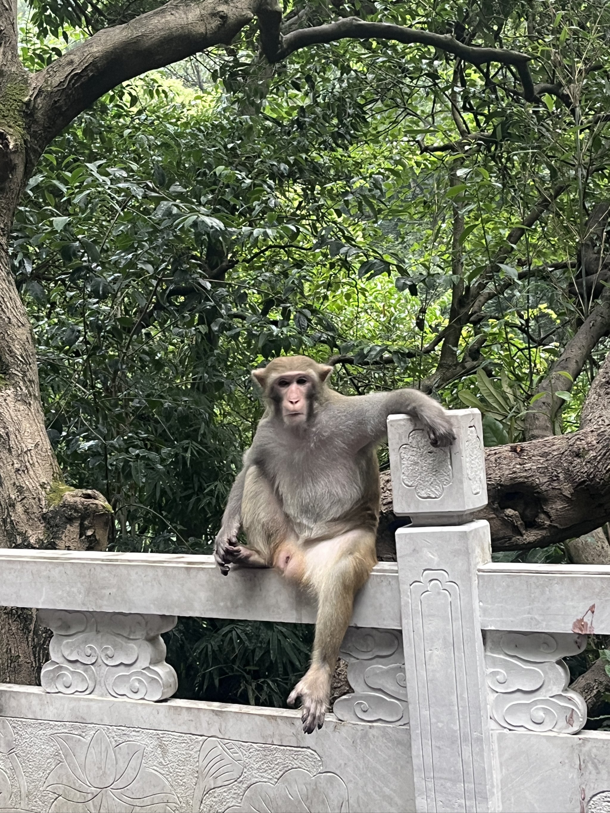 泗阳动物园猴子图片