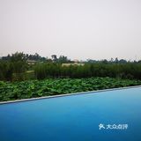 茶园发呆
