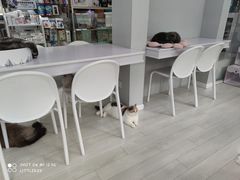 -喵的天空名猫咖啡馆·撸猫·猫舍·用品