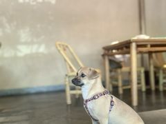 -田小狗的饭店(碧桂园店)