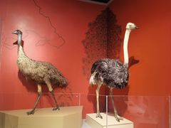 -正佳自然科学博物馆