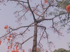 -长洲岛