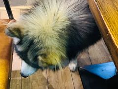 -百好乐宠物友好餐厅(朝外大街店)