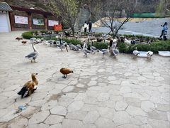 -大连森林动物园