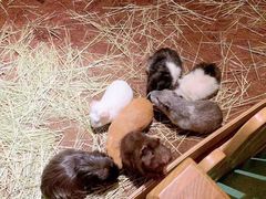 -藦茜花园宠物主题亲子互动体验馆(国顺东路店)