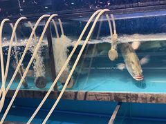 -碧海银沙海鲜餐厅(恒大海上威尼斯店)