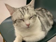 -飞行喵MR PILOT|猫舍·猫咖(静安大融城店)