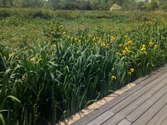 -白鹭湾湿地公园