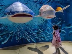 -烟台海昌鲸鲨海洋公园