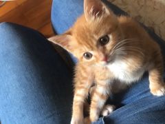 -爱侣宠医·鹦鹉专科·小型哺乳类·异宠专科(灵石路店)