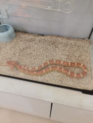 -Moni星球萌宠·小马宝莉·灵蛇·高端高阶全萌宠互动体验俱乐部(红豆国际广场店)