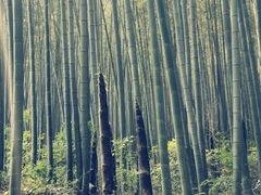 -石塘人家