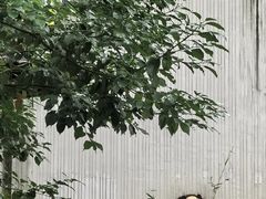 -卧龙中华大熊猫苑神树坪基地