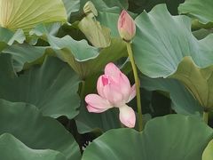 -荷塘月色湿地公园·向阳花洲