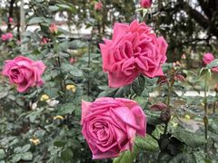 -人民公园(罗湖区)