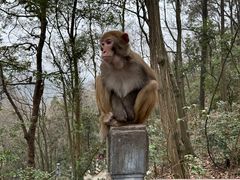 -黔灵山公园