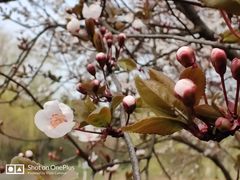 -昆山城市生态森林公园