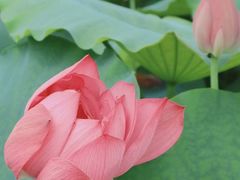 -洛阳市隋唐城遗址植物园