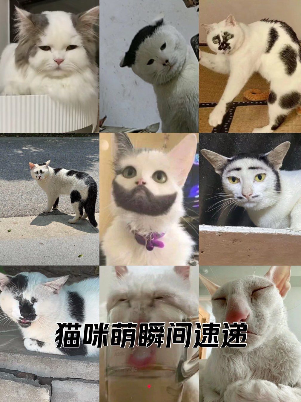 2024年度丑猫大赛