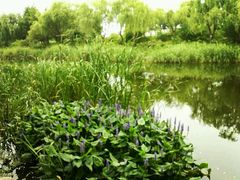 -新江湾城公园